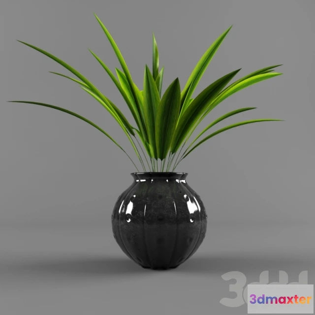 1089034 - Plant-01 - 222591