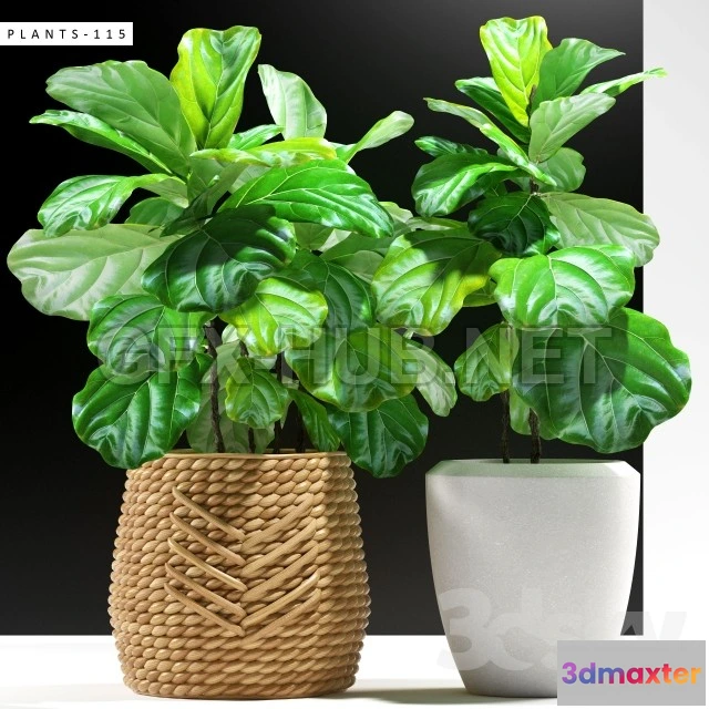 1089050 - PLANTS 115 - 222607