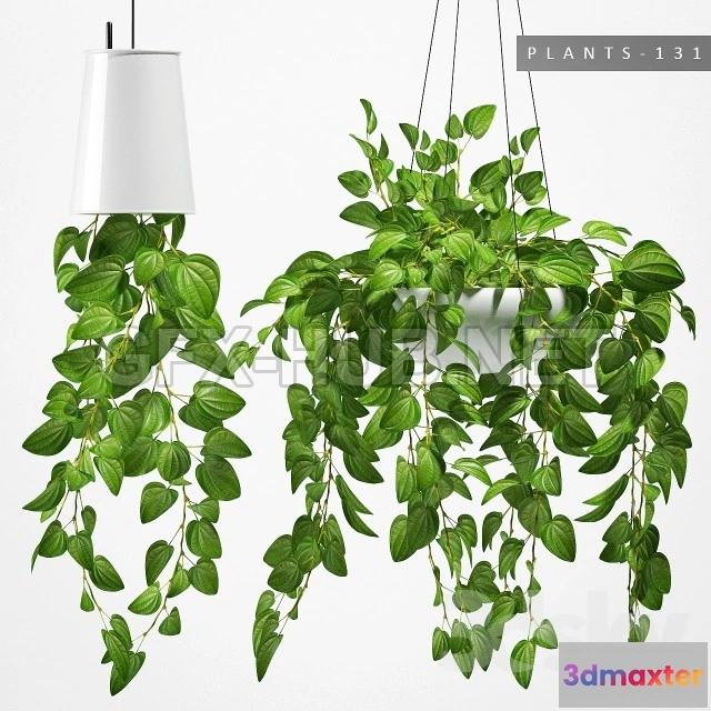 1089054 - PLANTS 131 - 222611