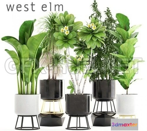 1089084 - Plants Collection 96 - 222641