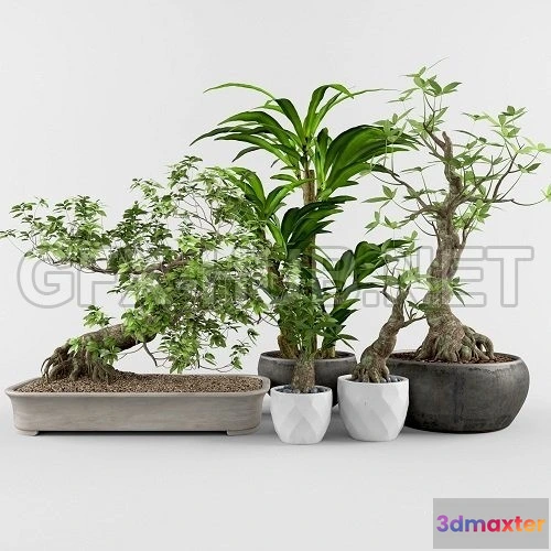 1089088 - Plants Collection 98 - 222645