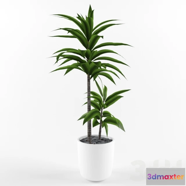 1089506 - Potted Plant - 223063