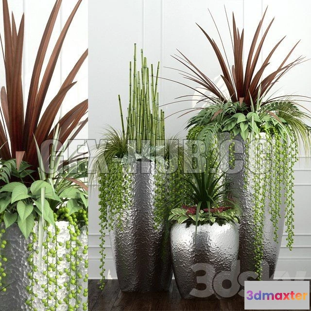 1090620 - Room plants 12 - 224177