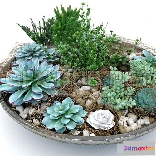 1092936 - Succulent Composition Plants - 226493