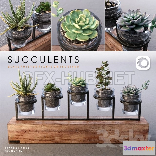 1092940 - Succulents Plants Set - 226497