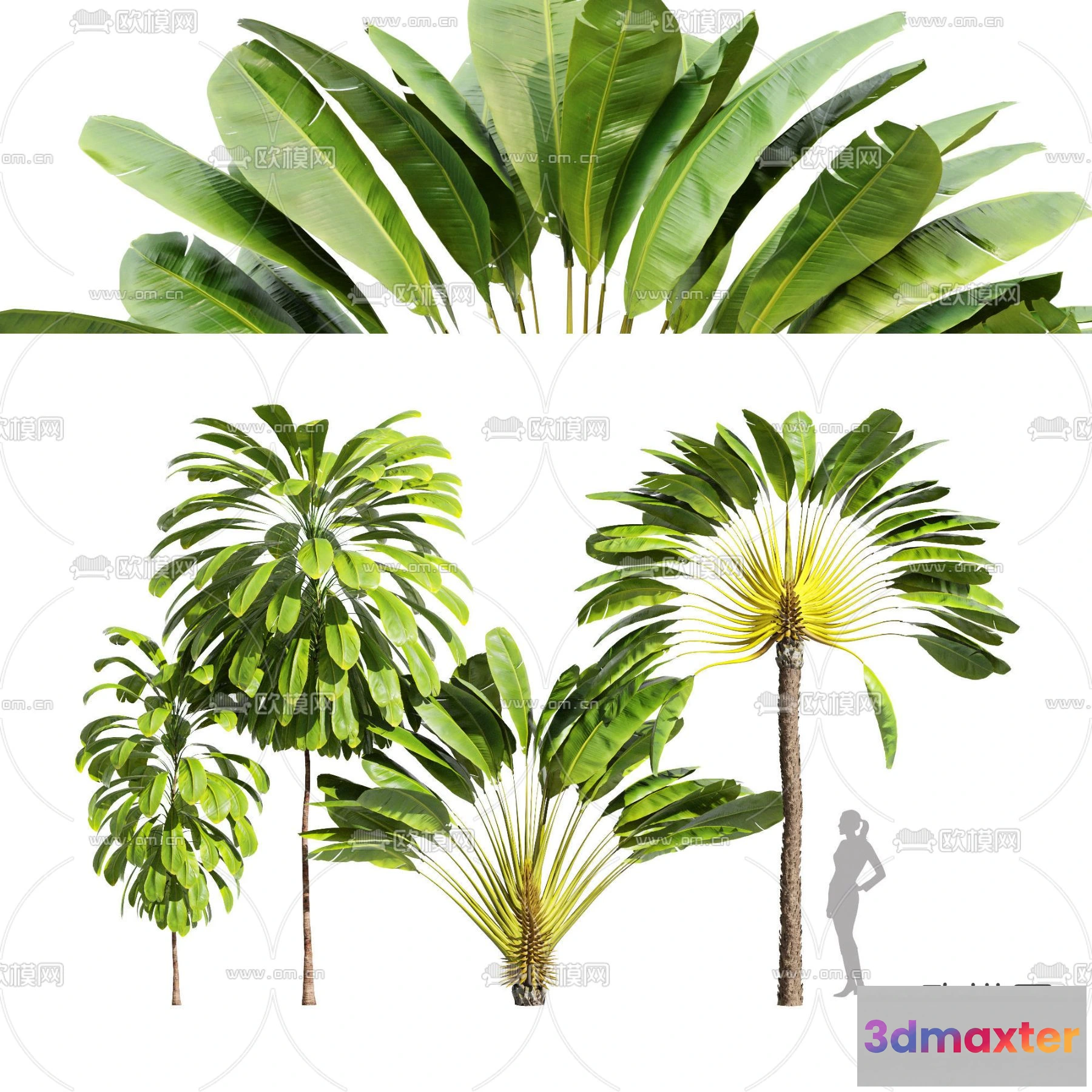 1108666 - Plants and Flower - 3D Modesl - 0012