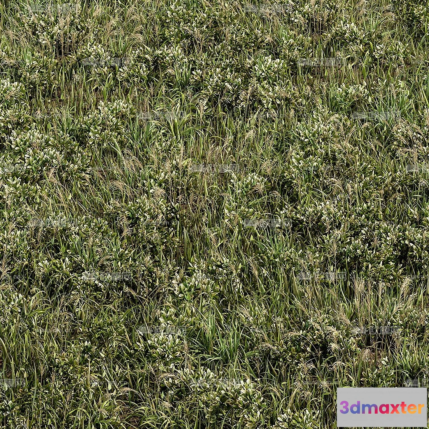 1108704 - Plants and Flower - 3D Modesl - 0031