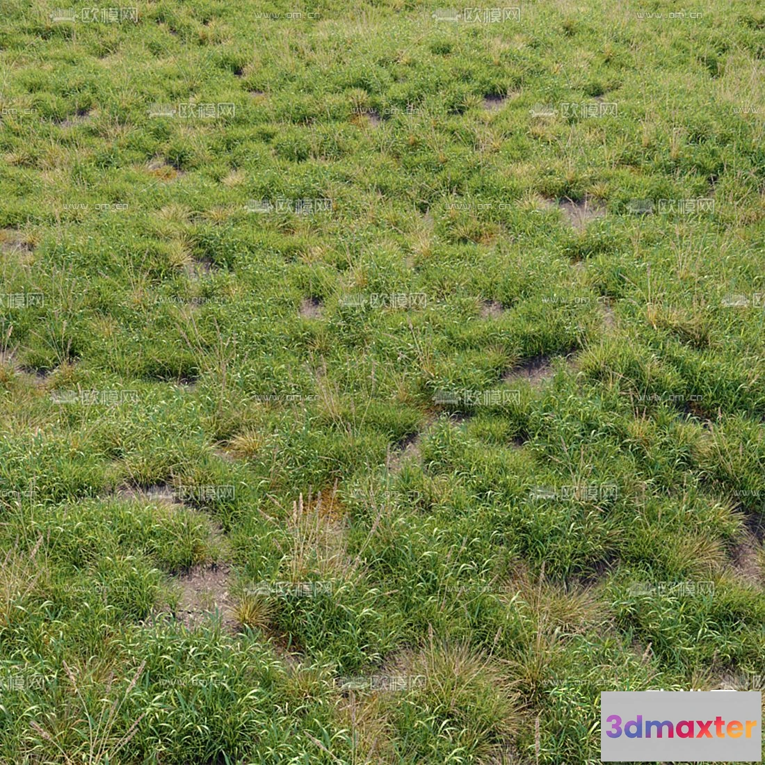 1108708 - Plants and Flower - 3D Modesl - 0033