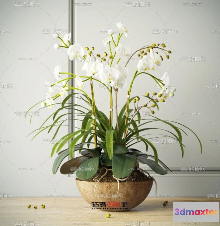 1109020 - Plants and Flower - 3D Modesl - 0189