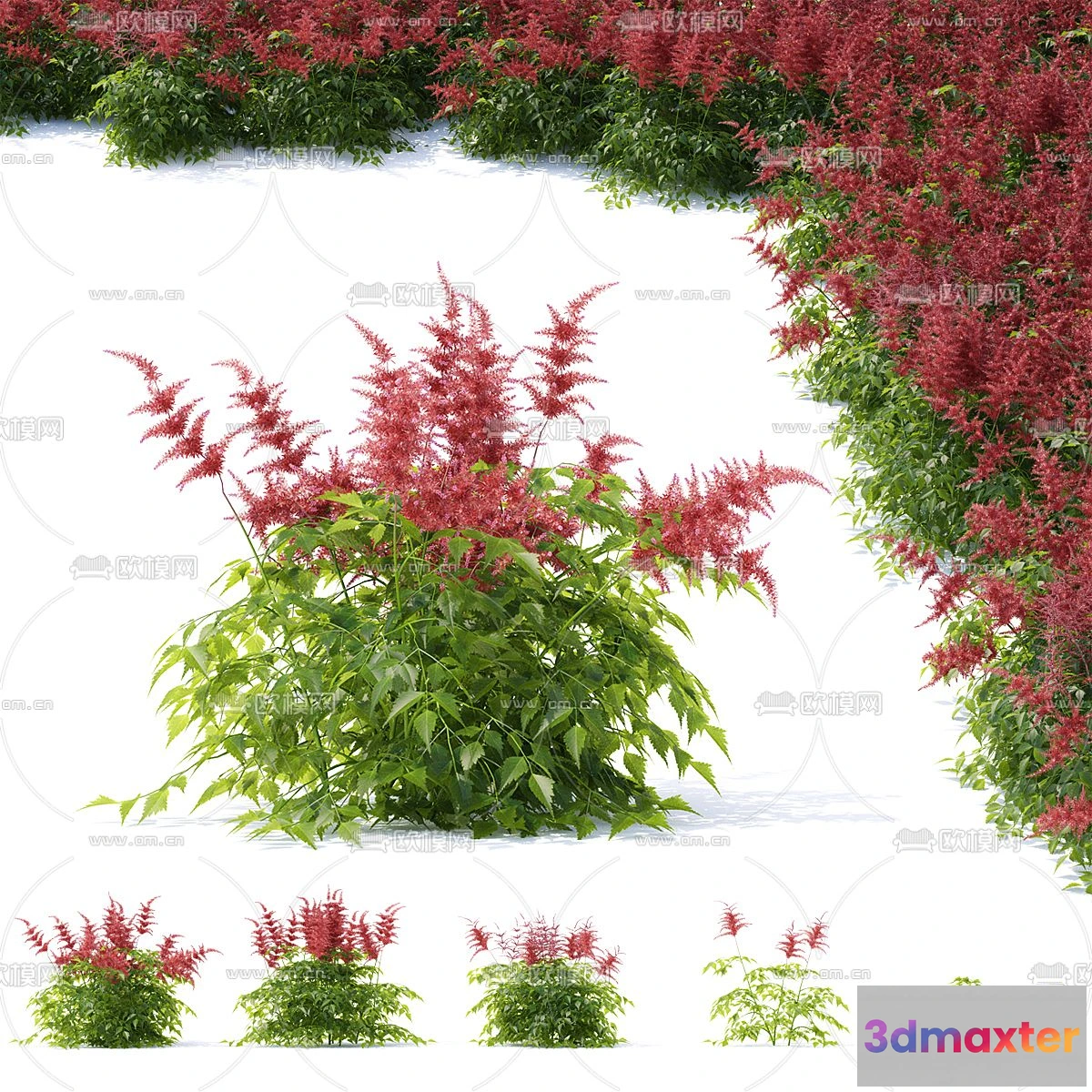 1109384 - Plants and Flower - 3D Modesl - 0371