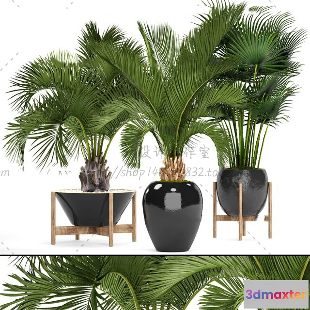 1134222 - Plants and Flowers - 3Ds Models - 0370