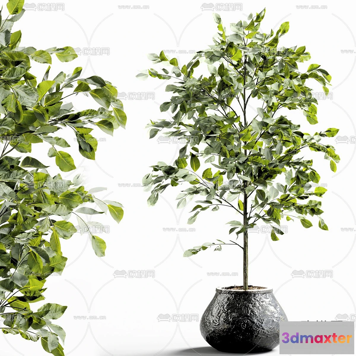 1238562 - Plant - CORONA - 3D MODEL - 405