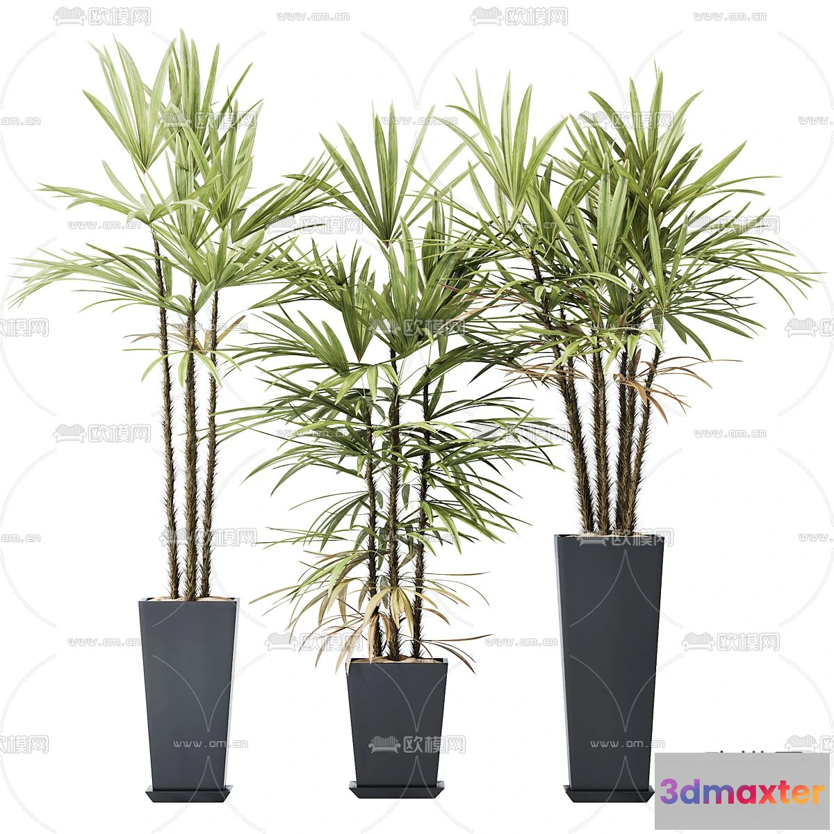 1238566 - Plant - CORONA - 3D MODEL - 407