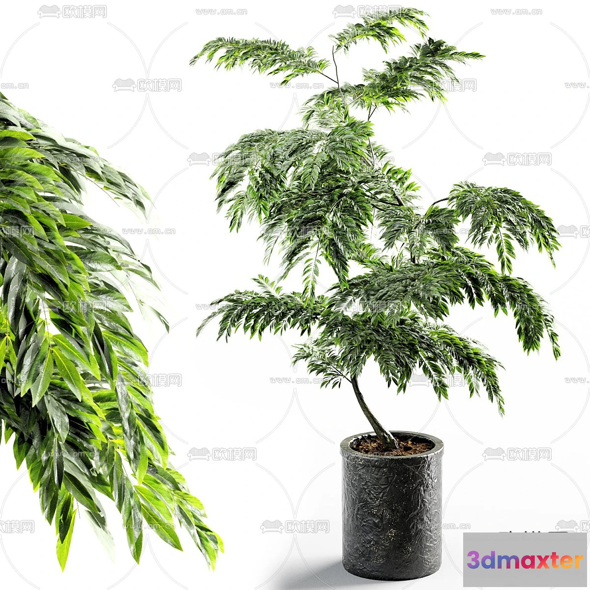 1238568 - Plant - CORONA - 3D MODEL - 408