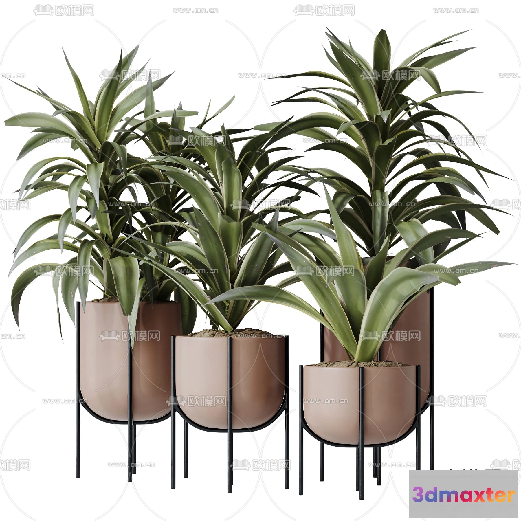 1238608 - Plant - CORONA - 3D MODEL - 428