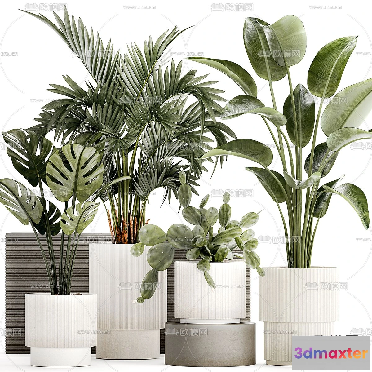 1238610 - Plant - CORONA - 3D MODEL - 429