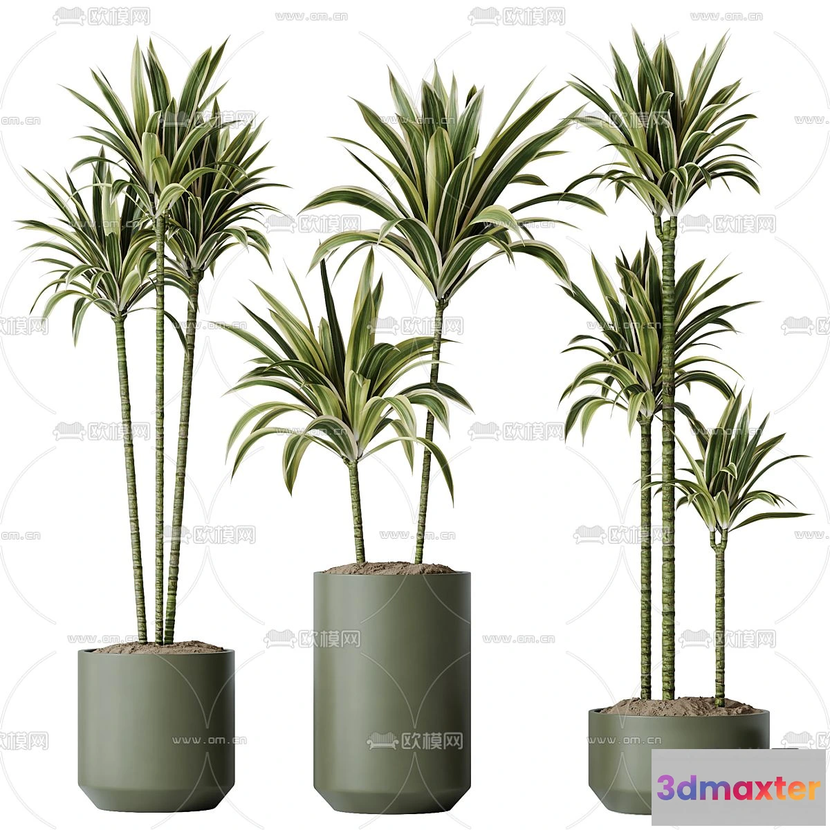 1238614 - Plant - CORONA - 3D MODEL - 431