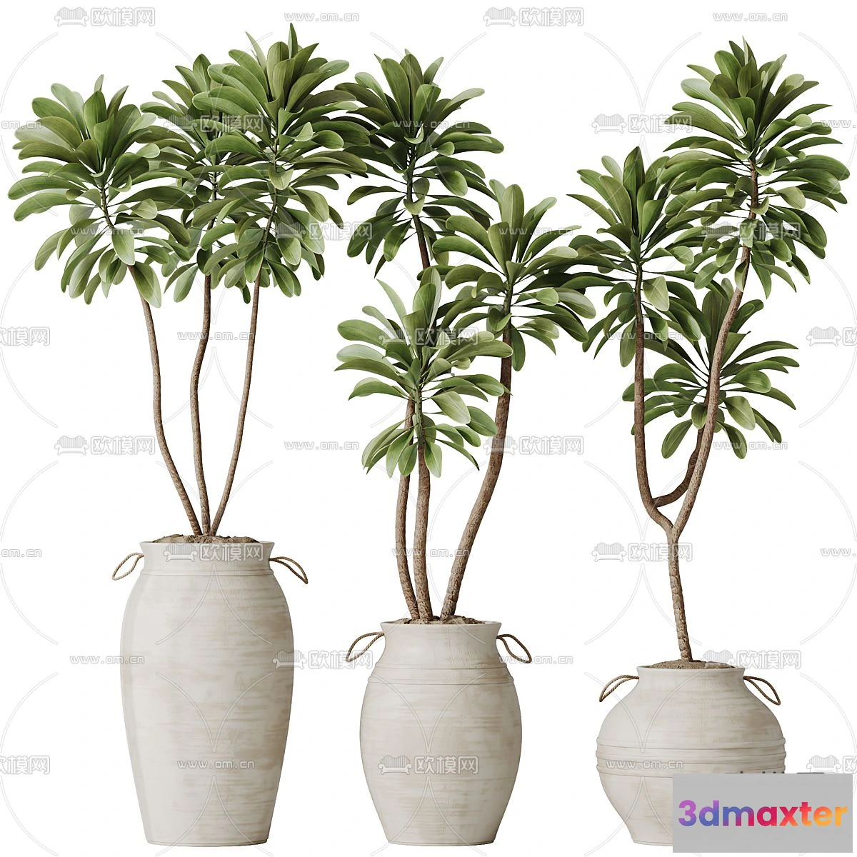 1238616 - Plant - CORONA - 3D MODEL - 432