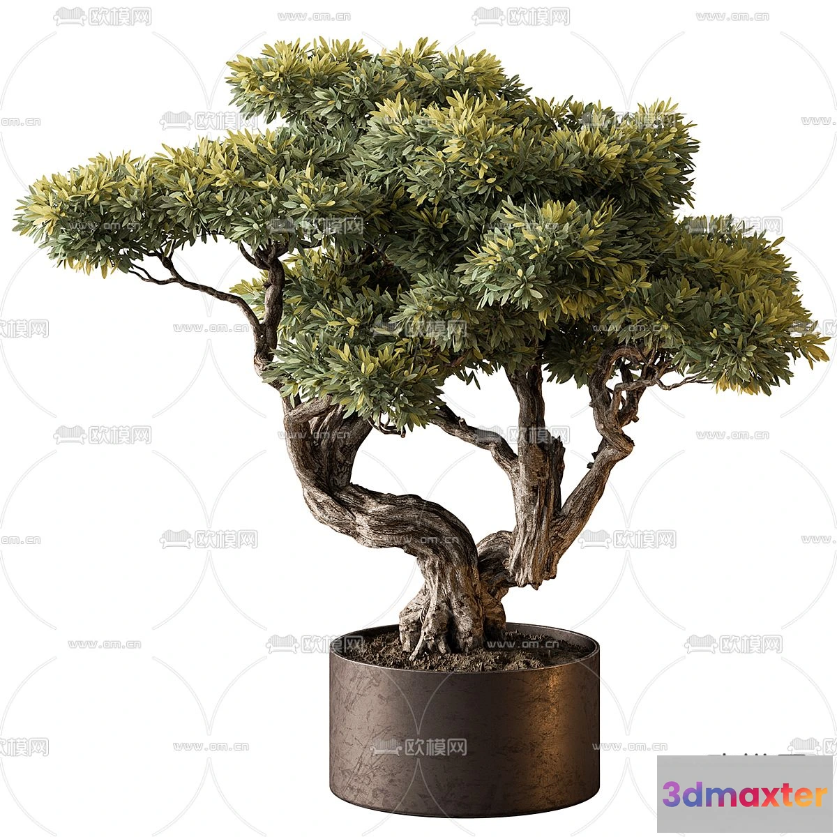 1238628 - Plant - CORONA - 3D MODEL - 438