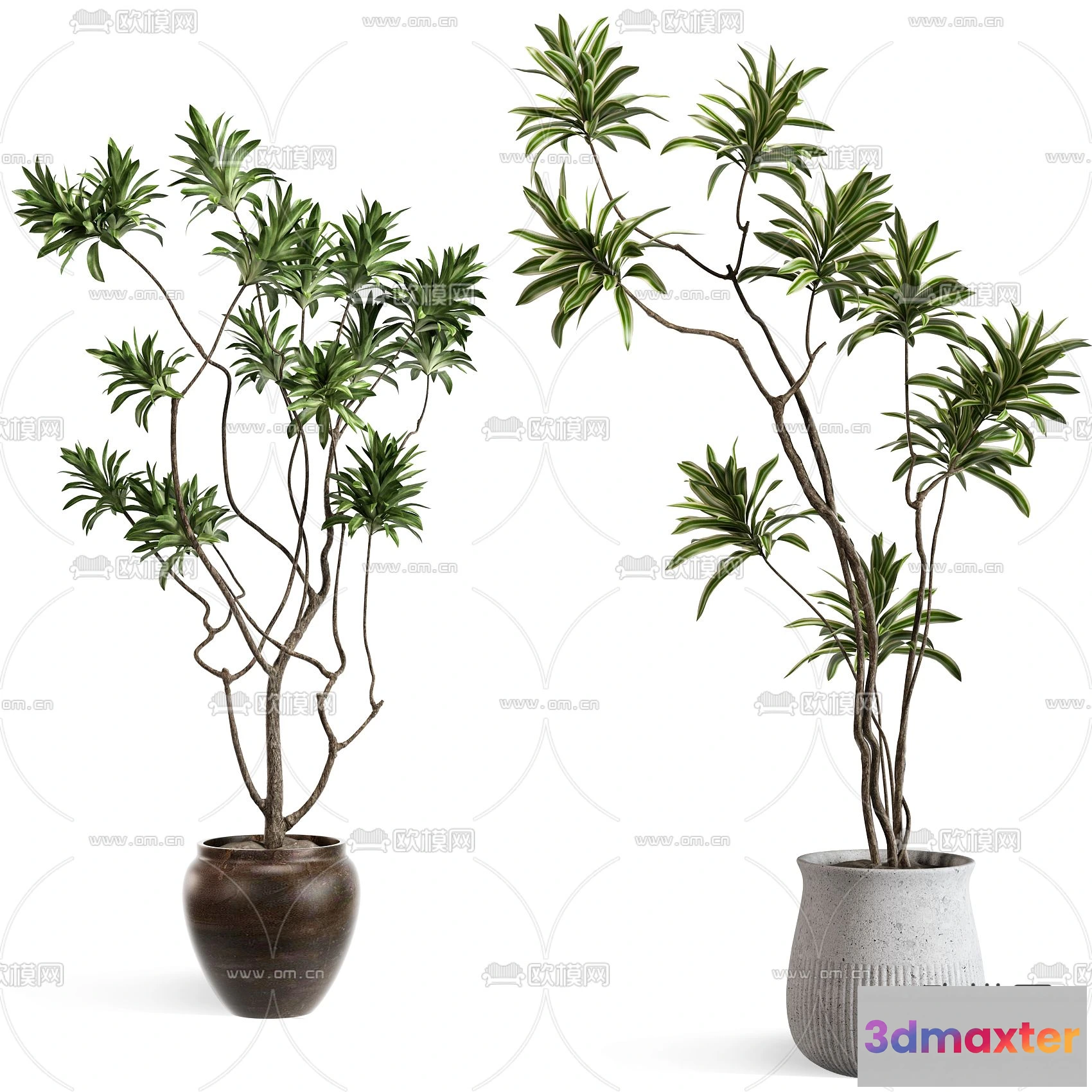 1238646 - Plant - VRAY  CORONA - 3D MODEL - 447