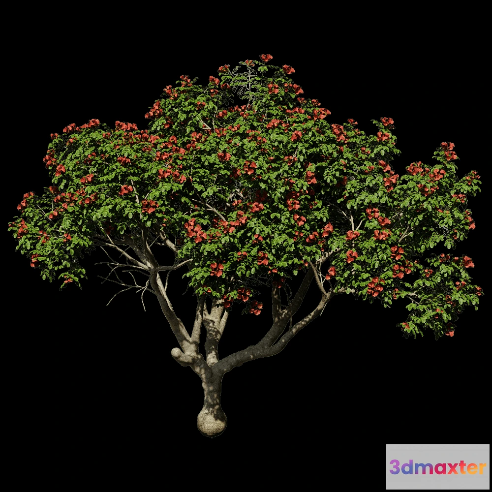 1603838 - ABBER - Pathodea Campanulata 01 04 3D Max