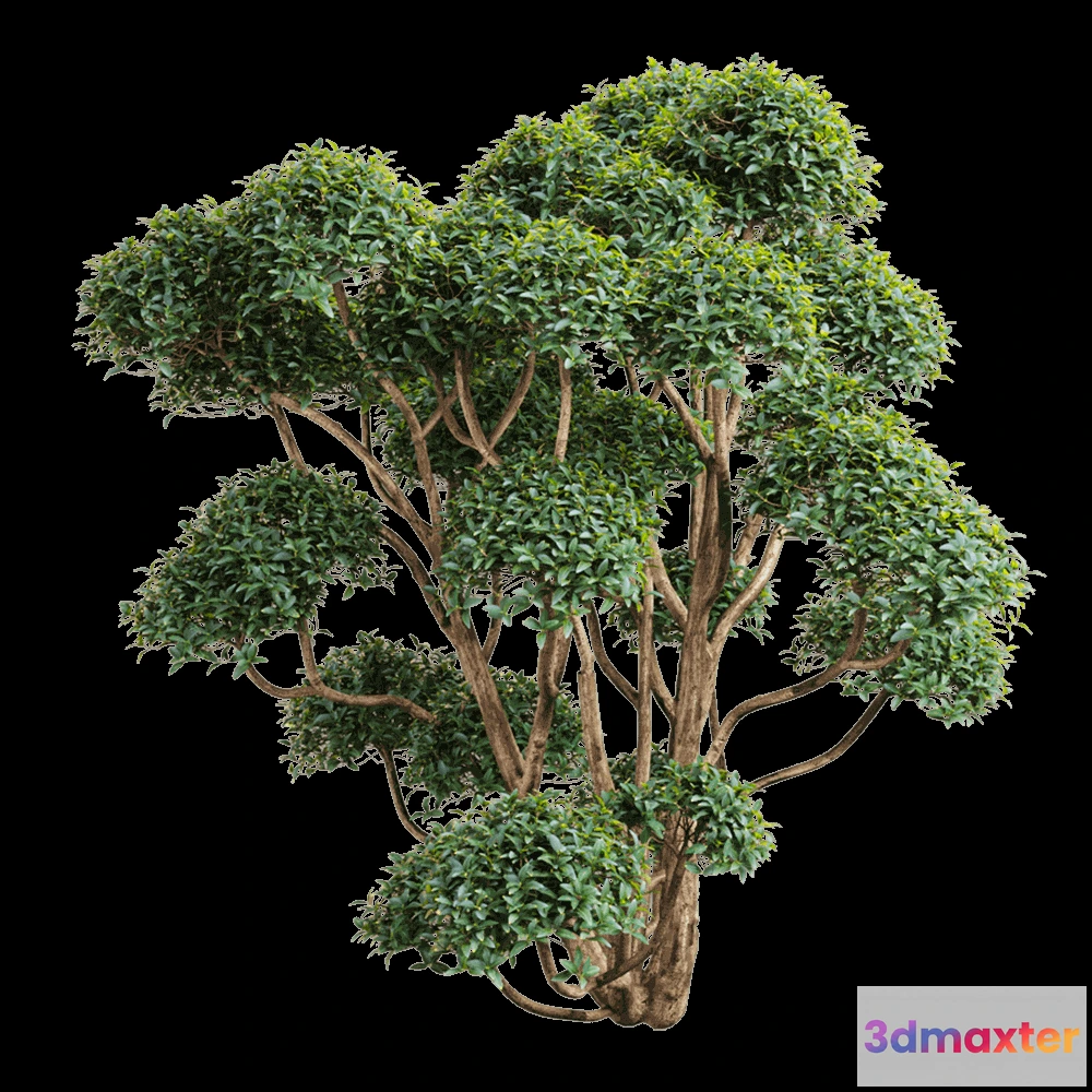 1603860 - Orac Decor  - Phillyrea latifolia 1 3D Max