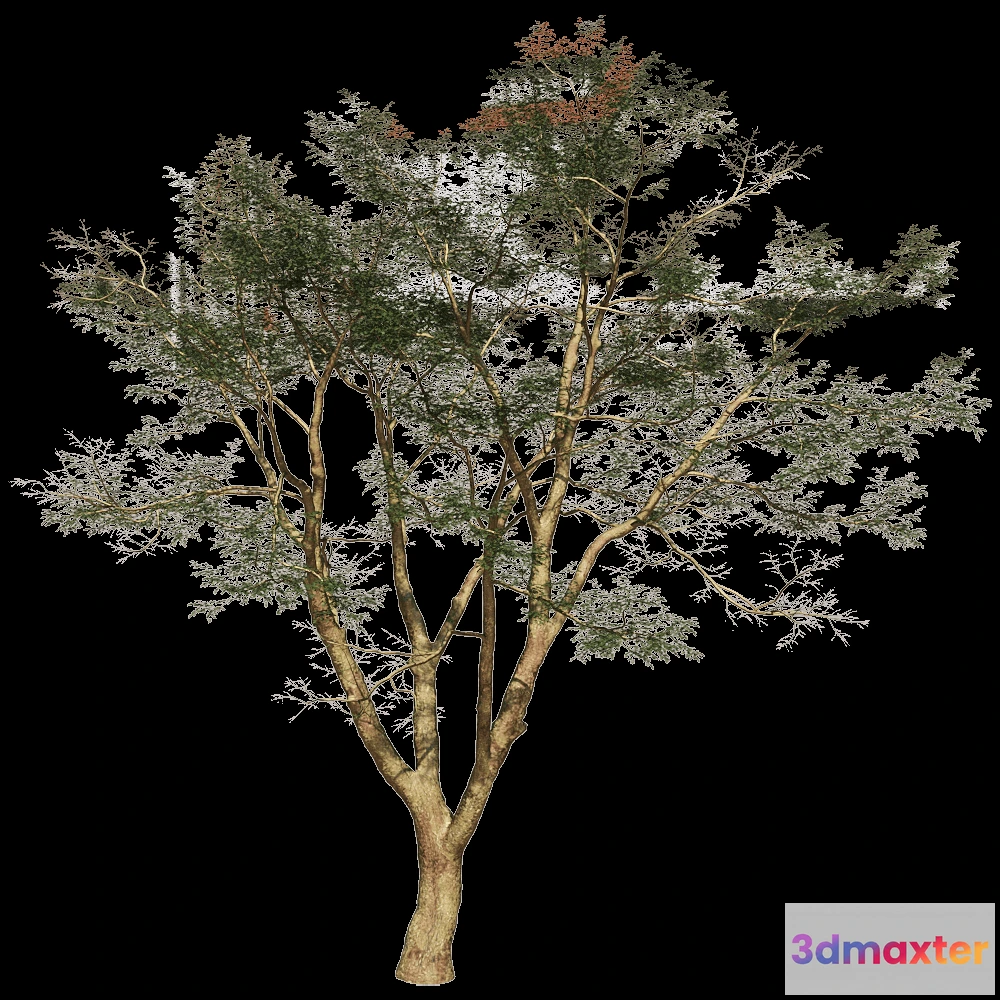 1603864 - Porada - Vachellia Xanthophloea 01 01 3D Max