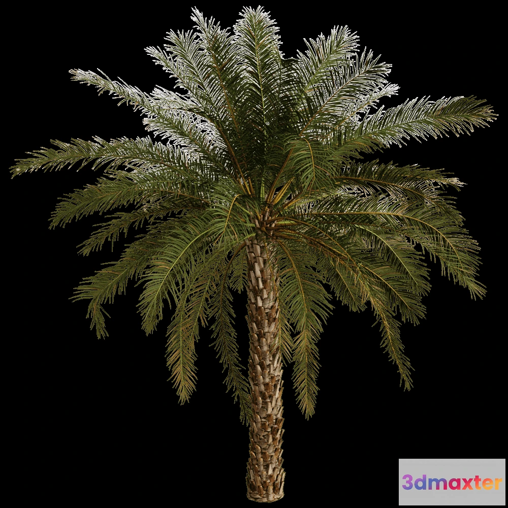 1603900 - decoration - Phoenix Dactylifera 01 01 3D Max