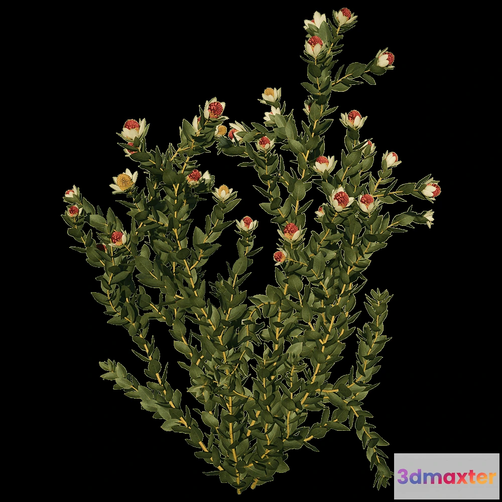 1603910 - decoration - Leucadendron Discolor 01 05 3D Max