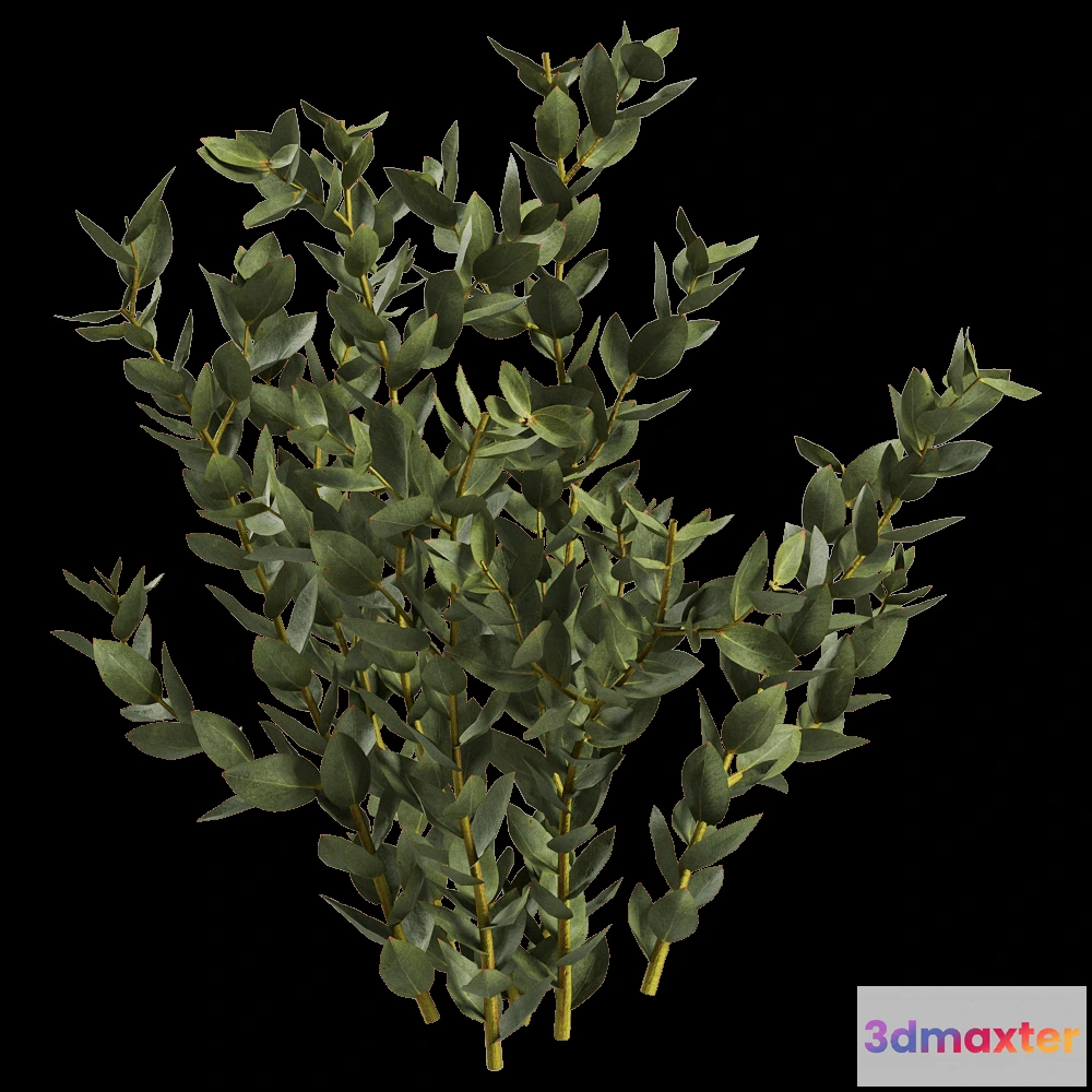 1603912 - decoration - Leucadendron Discolor 01 04 3D Max
