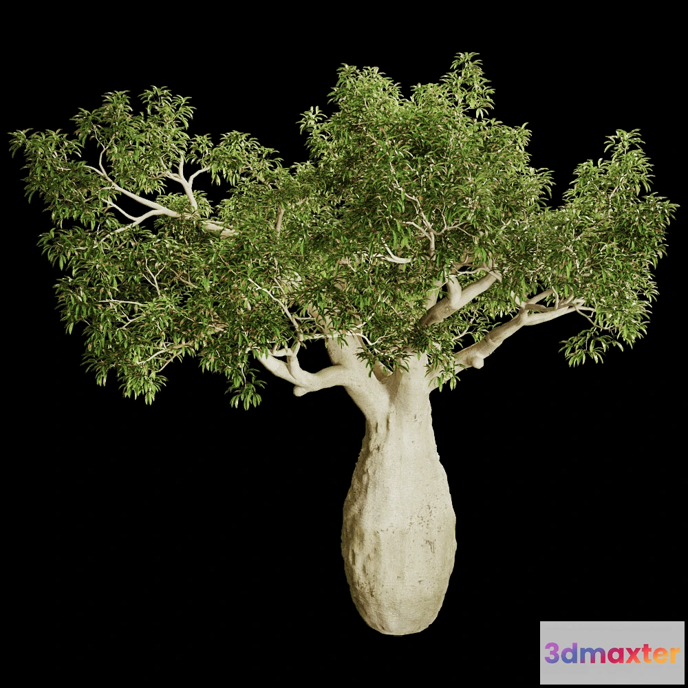 1603928 - decoration - Brachychiton Rupestris 01 01 3D Max