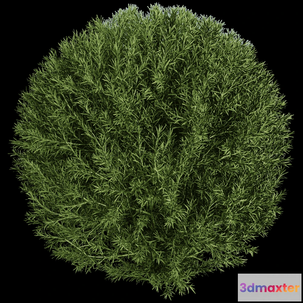 1603938 - decoration - Platycladus Orientails 03 02 3D Max