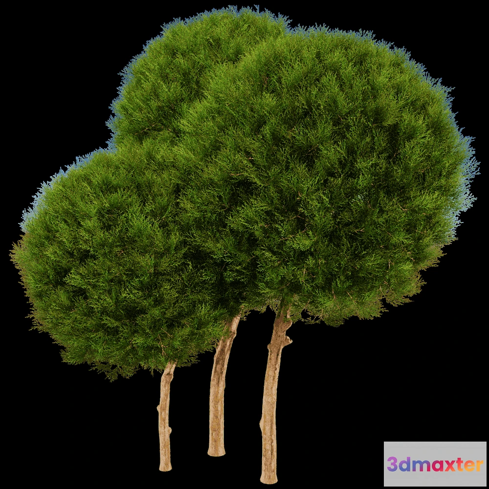 1603940 - decoration - Platycladus Orientails 02 02 3D Max