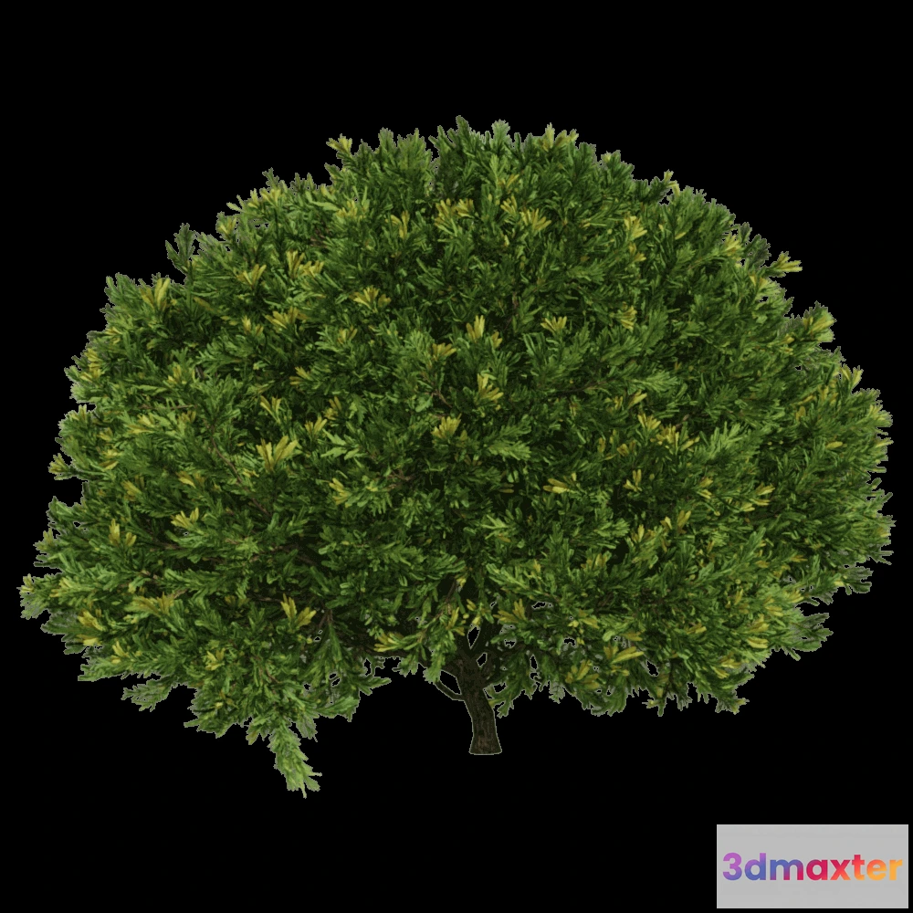 1603946 - decoration - Juniperus occidentalis Rheingold 01 03 3D Max