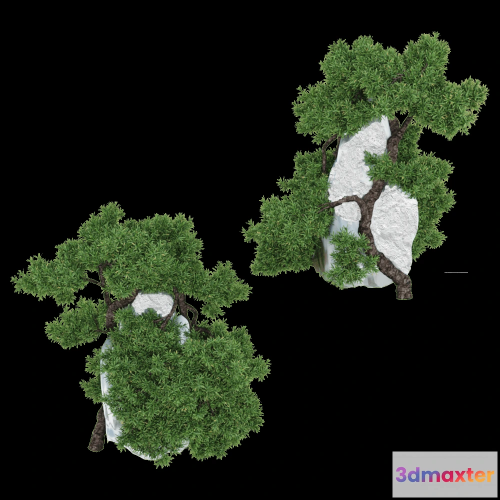 1603954 - decoration - Juniperus Communis 01 02 3D Max