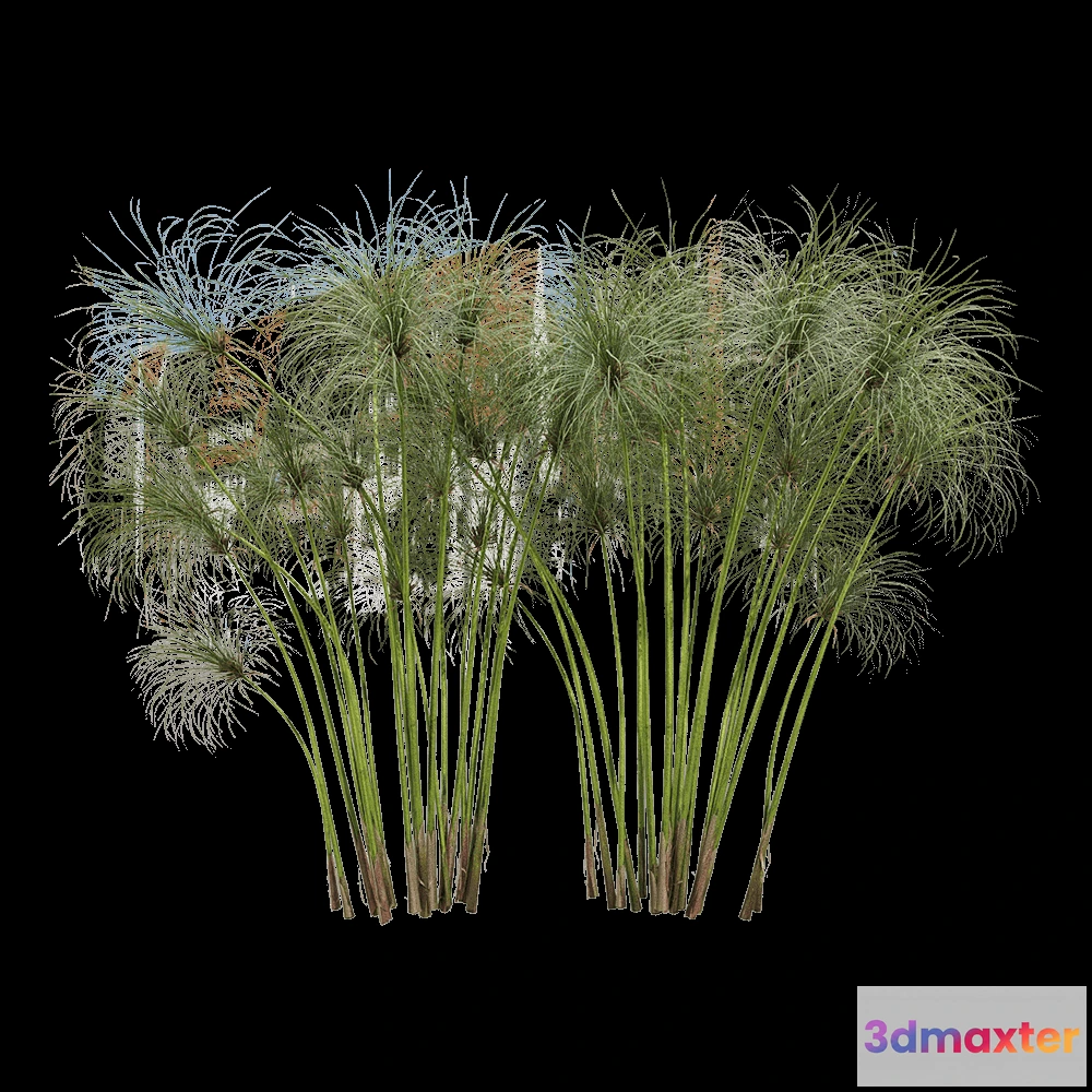 1603964 - decoration - Cyperus papyrus 2 3D Max