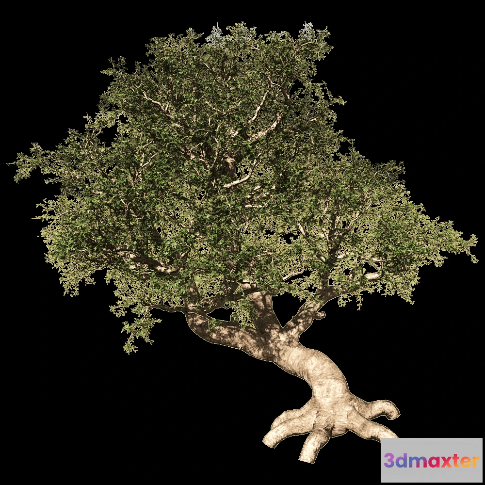 1603968 - decoration - Commiphora Myrrha 01 02 3D Max