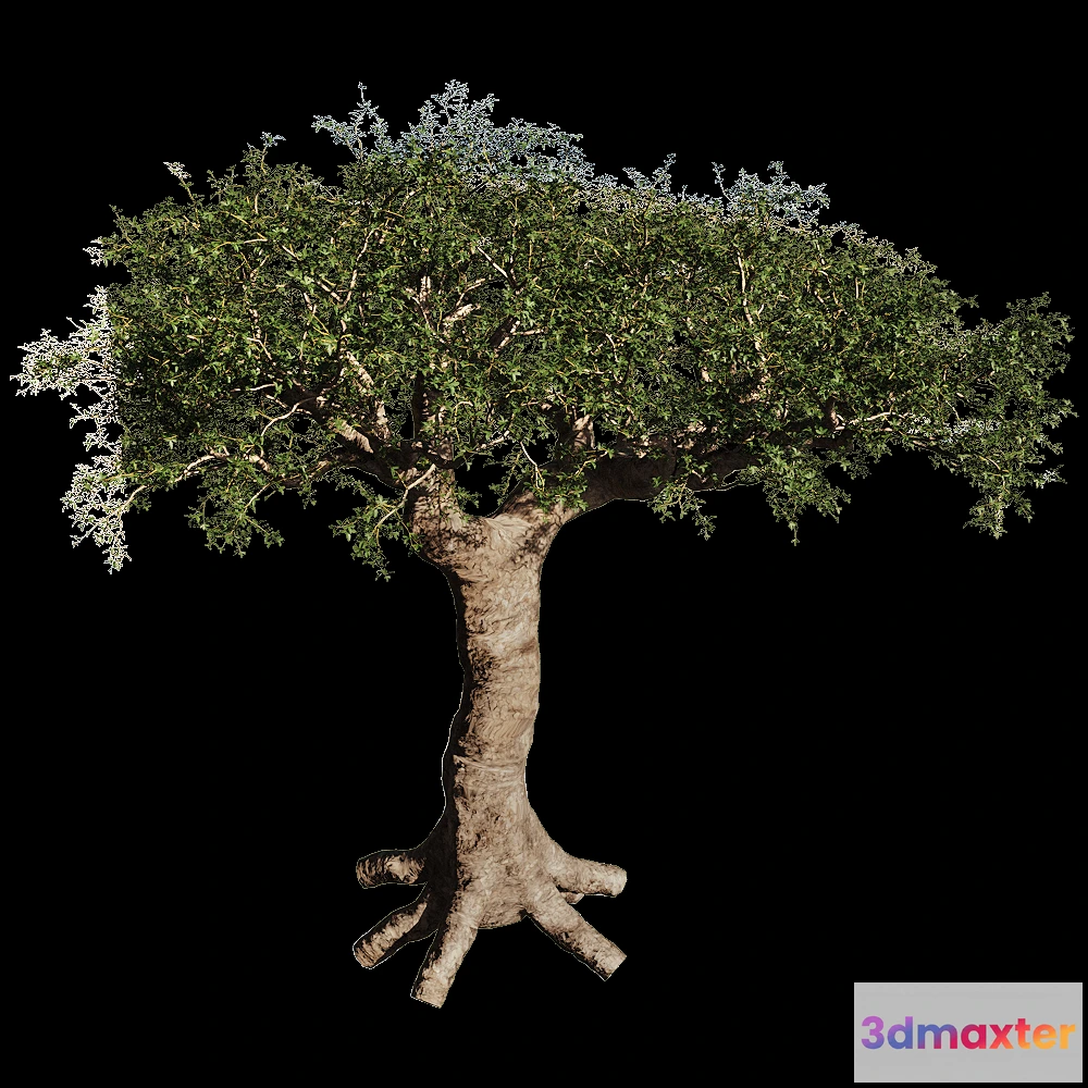 1603972 - decoration - Commiphora Myrrha 01 01 3D Max