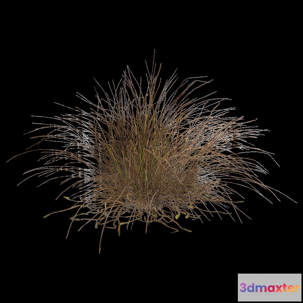 1603976 - decoration - Eragrostis Curvula 01 01 3D Max
