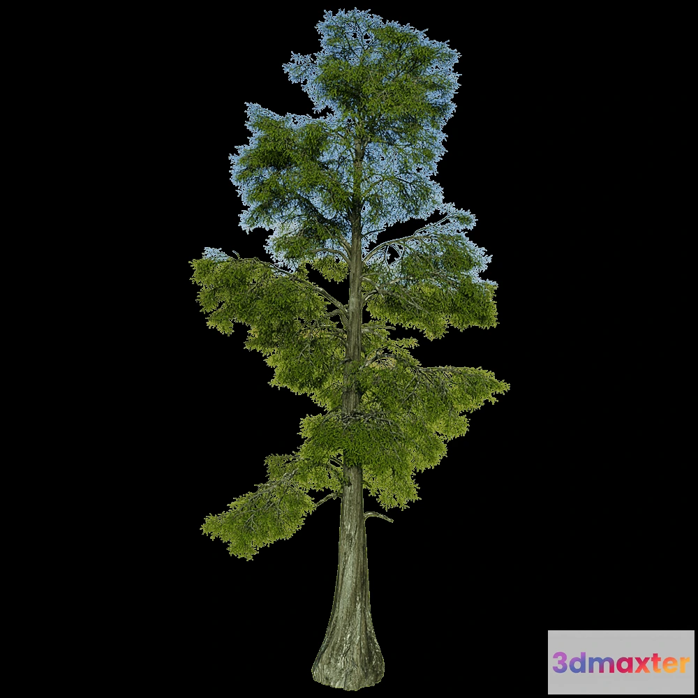 1603978 - decoration - Taxodium Distichum 01 01 3D Max