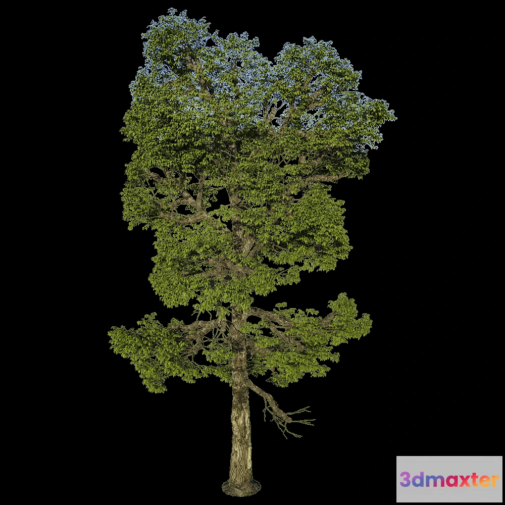 1603980 - decoration - Carya Ovalis 01 01 3D Max