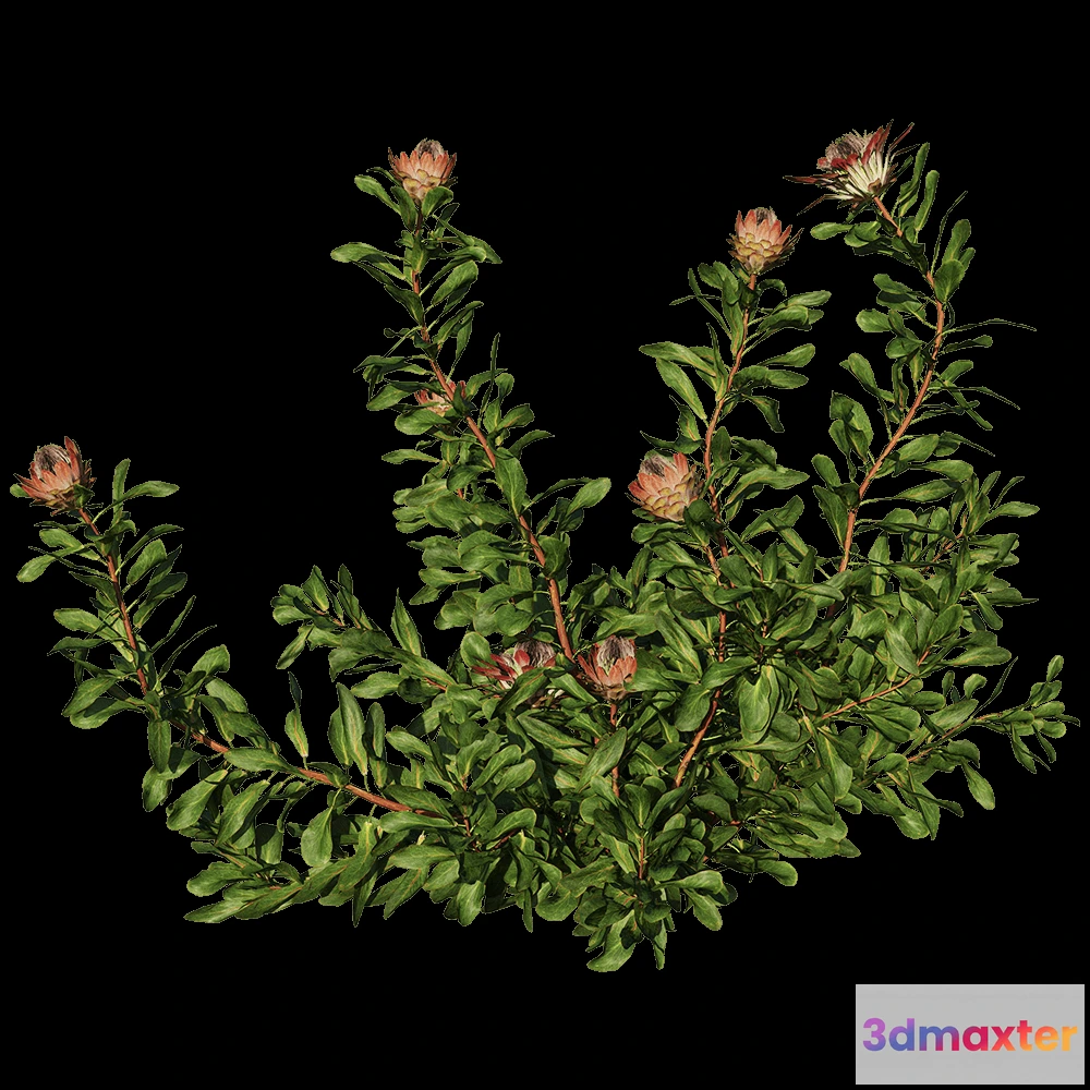 1603990 - decoration - Protea Cynaroides 01 06 3D Max