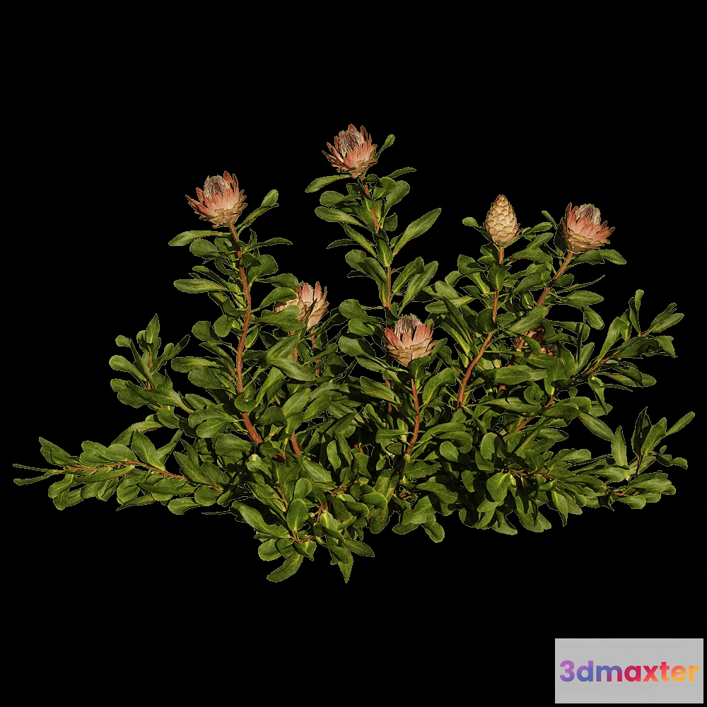 1603992 - decoration - Protea Cynaroides 01 05 3D Max