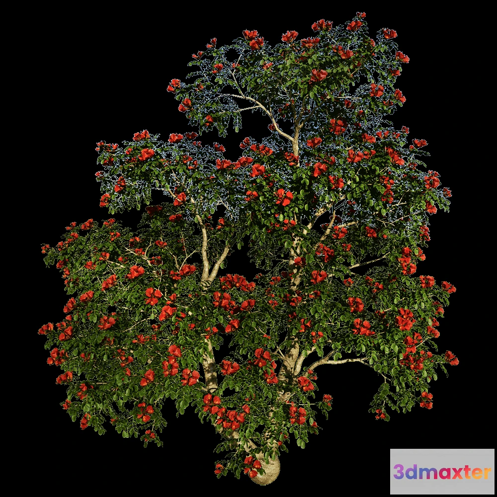 1603998 - decoration - Pathodea Campanulata 01 06 3D Max