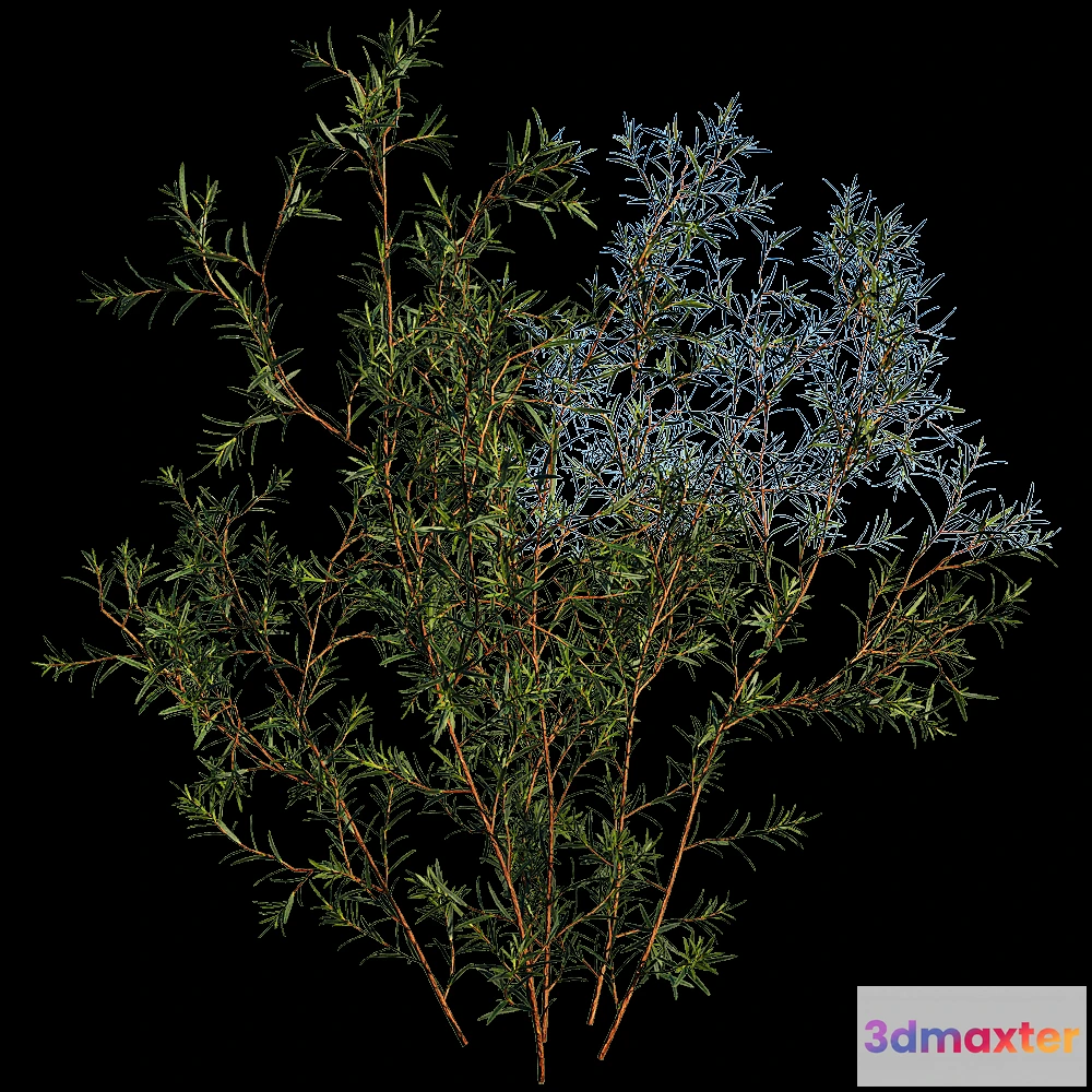 1604002 - decoration - Chamelaucium Uncinatum 01 06 3D Max