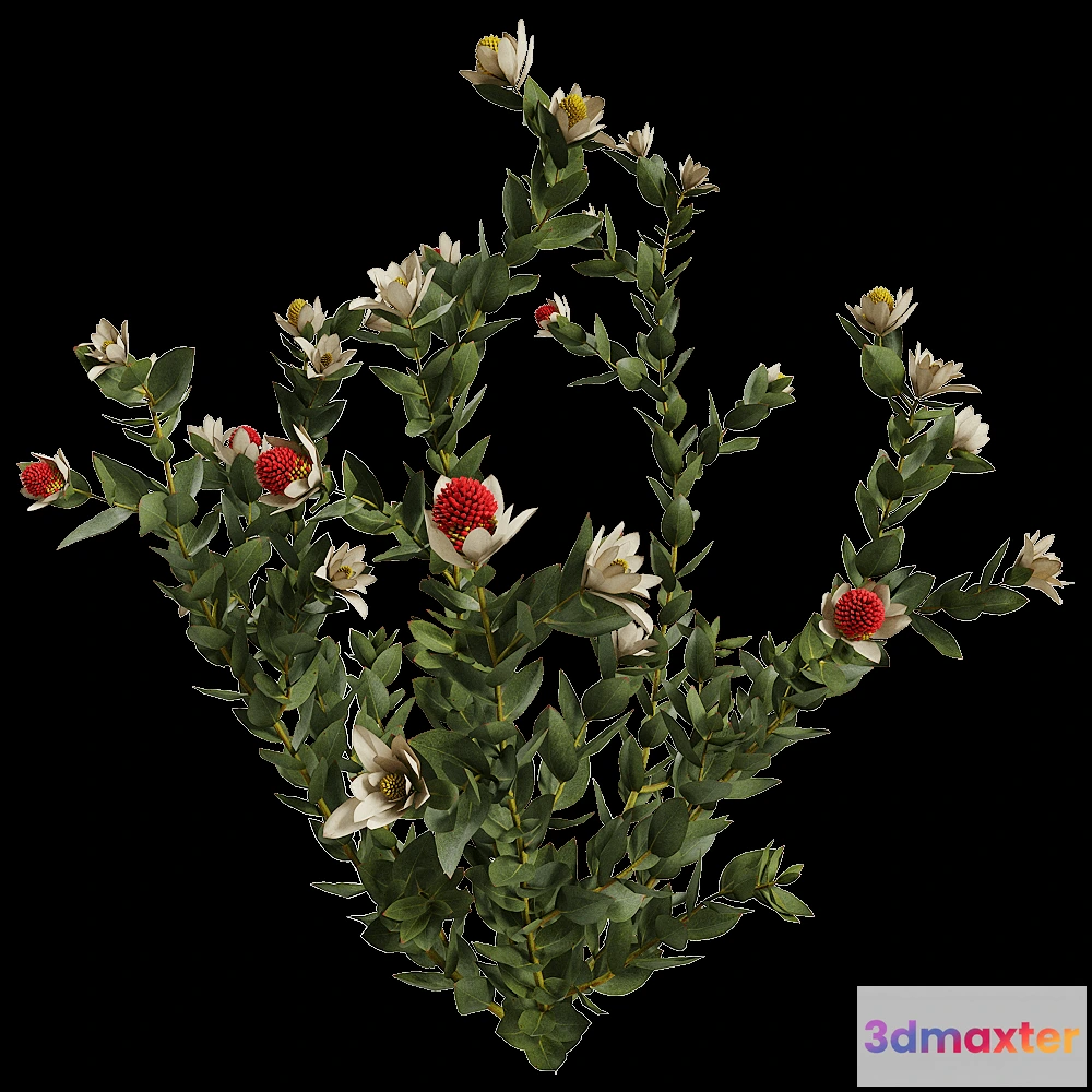 1604004 - decoration - Leucadendron Discolor 01 03 3D Max