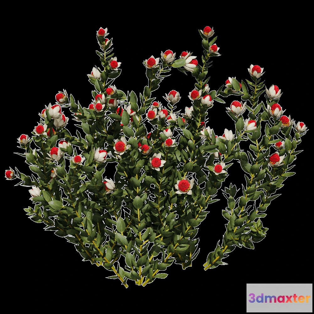 1604008 - decoration - Leucadendron Discolor 01 06 3D Max