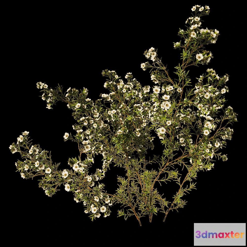 1604016 - decoration - Chamelaucium Uncinatum 01 05 3D Max