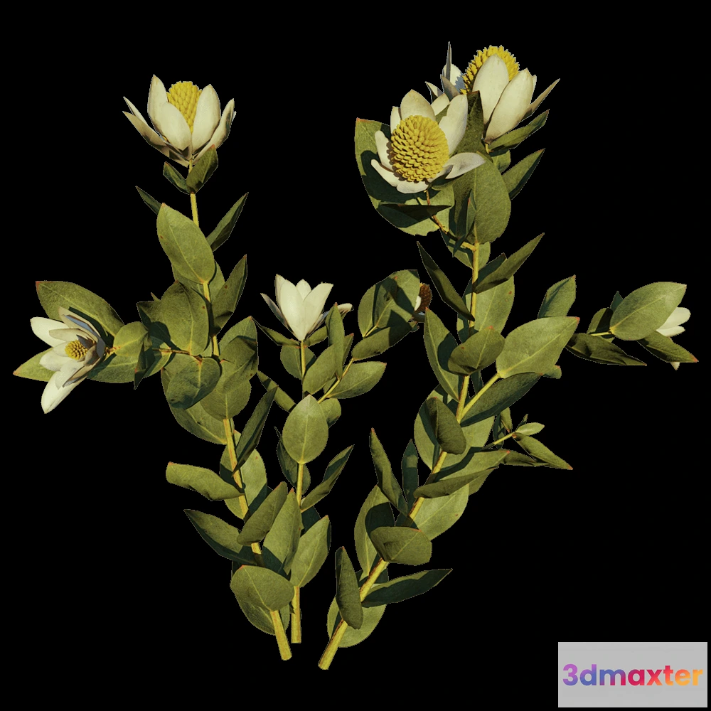 1604018 - decoration - Leucadendron Discolor 01 01 3D Max