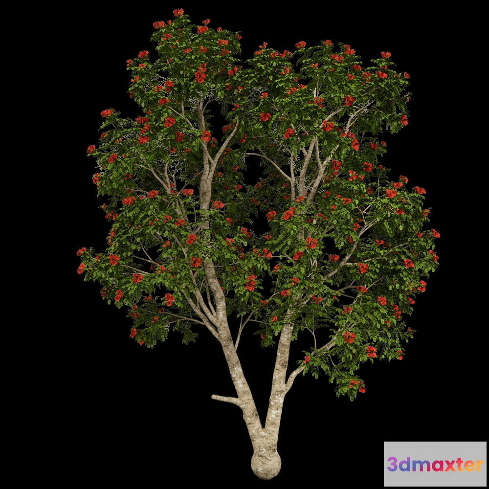 1604022 - decoration - Pathodea Campanulata 01 02 3D Max